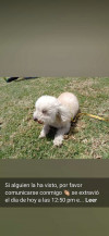 Foto de Muñeca O Niña en  Bogotá #11