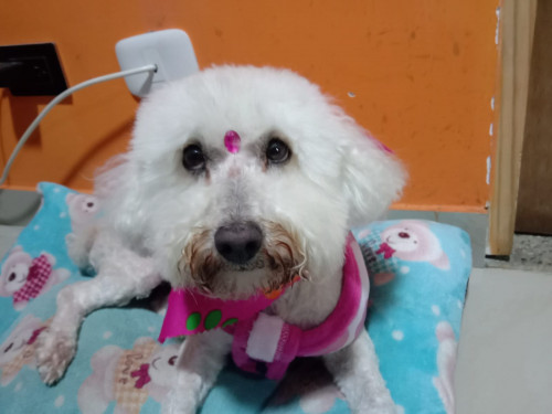 Muñeca O Niña