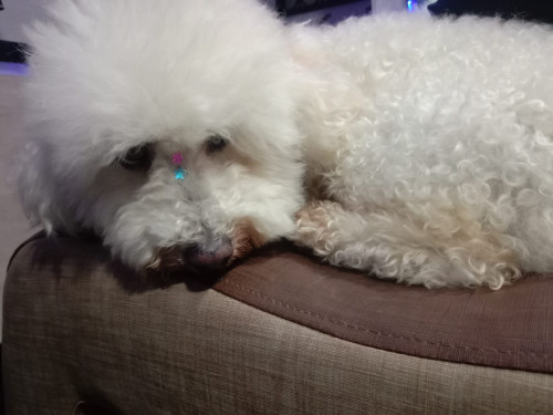 Muñeca O Niña
