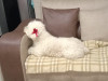 Foto de Muñeca O Niña en  Bogotá #2