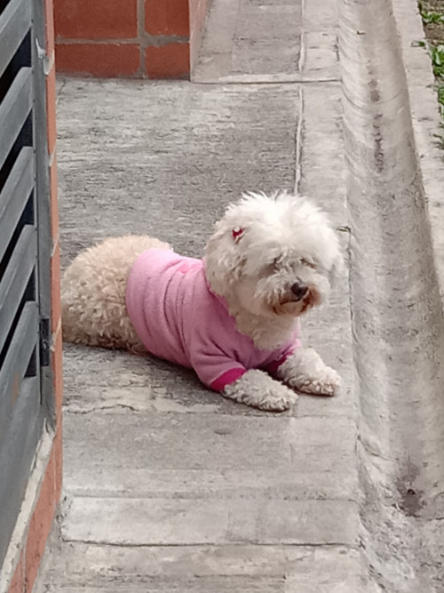Muñeca O Niña