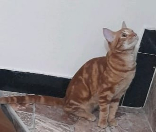 Kelsier