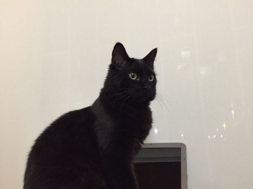 Negro