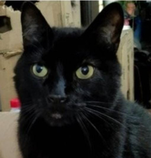 Negro