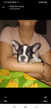 Foto de Cataleya en Neiva Huila #4
