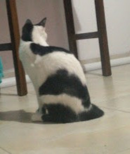 Lola
