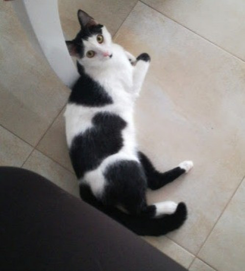 Lola