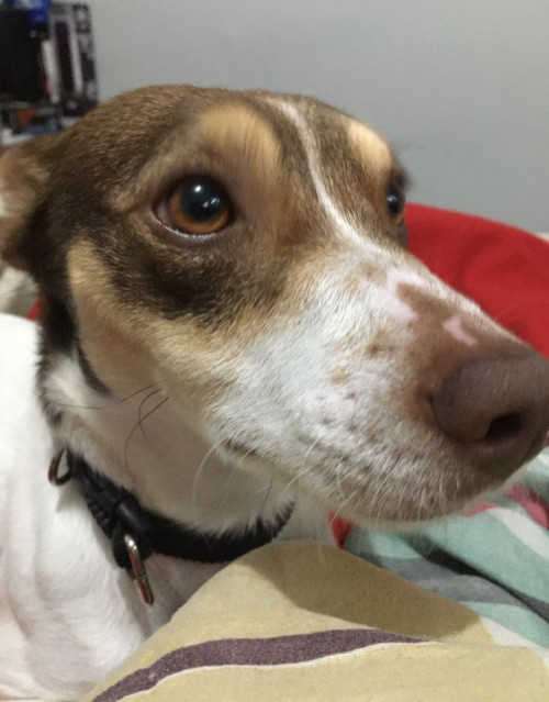 Laika