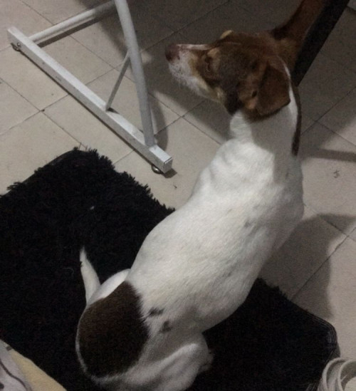 Laika