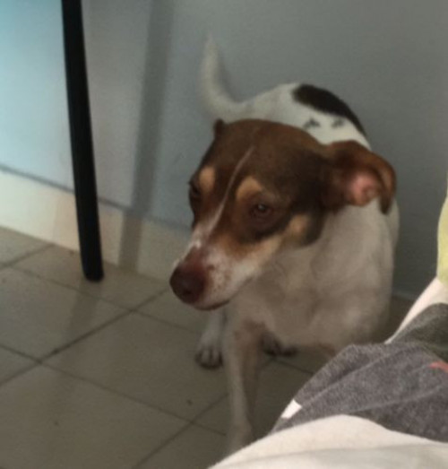 Laika