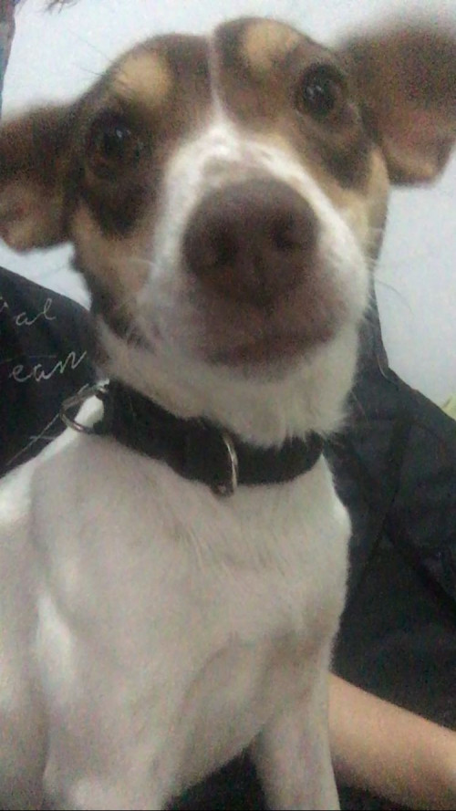 Laika