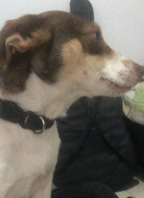 Laika