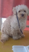 Foto de Mini en Ibagué Tolima #0