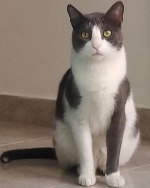Romeo