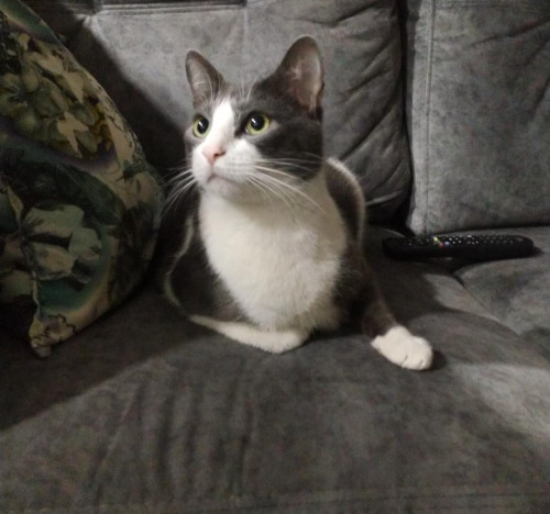 Romeo