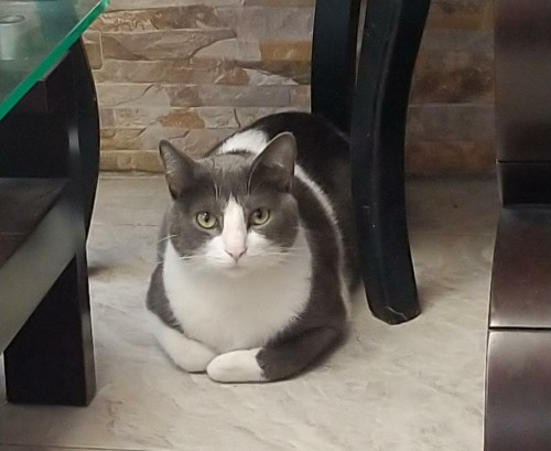 Romeo