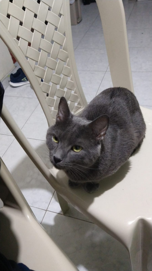Tato