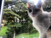 Foto de Padme en  Bogota #9