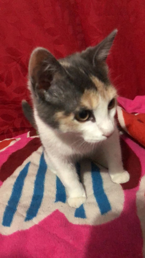Padme