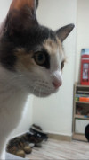 Foto de Padme en  Bogota #3