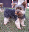 Foto de Teo en Guarne Antioquia #0