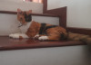 Foto de Gaia en Facatativá Cundinamarca #5