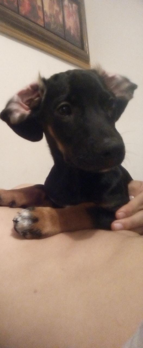 Drago