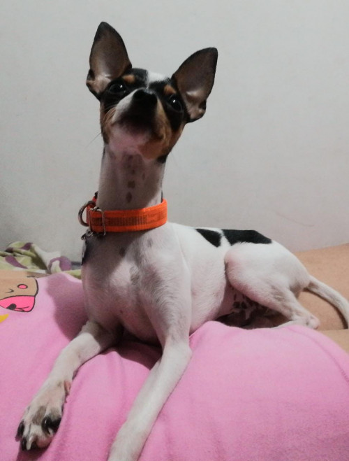 Rocco