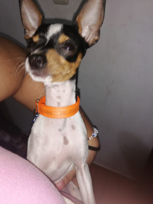 Rocco