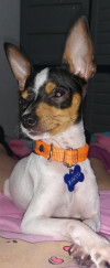 Foto de Rocco en Cali Valle del Cauca #0