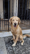 Foto de Tobby en Cali Valle del Cauca #7