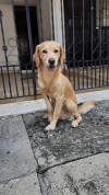 Foto de Tobby en Cali Valle del Cauca #6