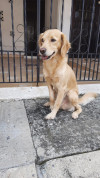 Foto de Tobby en Cali Valle del Cauca #4