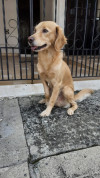Foto de Tobby en Cali Valle del Cauca #3