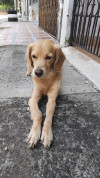 Foto de Tobby en Cali Valle del Cauca #2