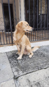 Foto de Tobby en Cali Valle del Cauca #1