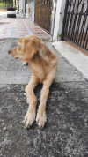 Foto de Tobby en Cali Valle del Cauca #0