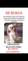 Foto de Bethoven en Dosquebradas Risaralda #2