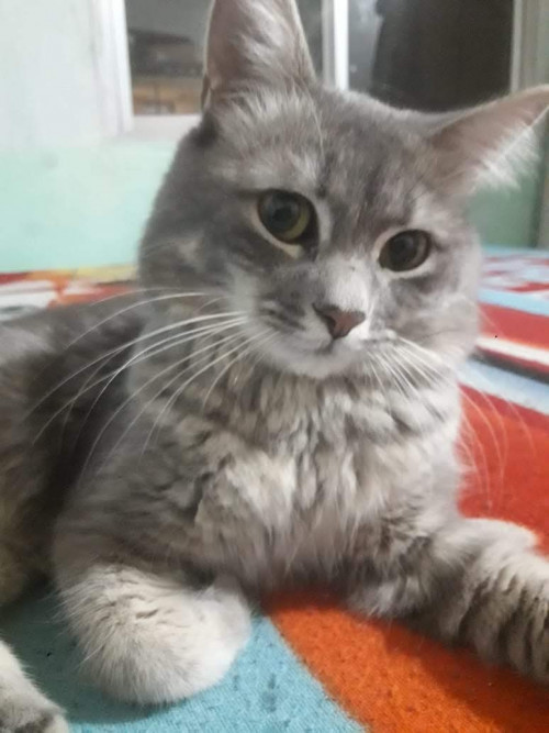 Merlín