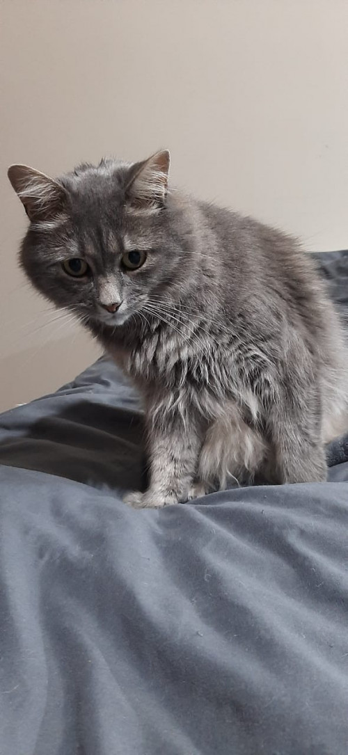 Merlín