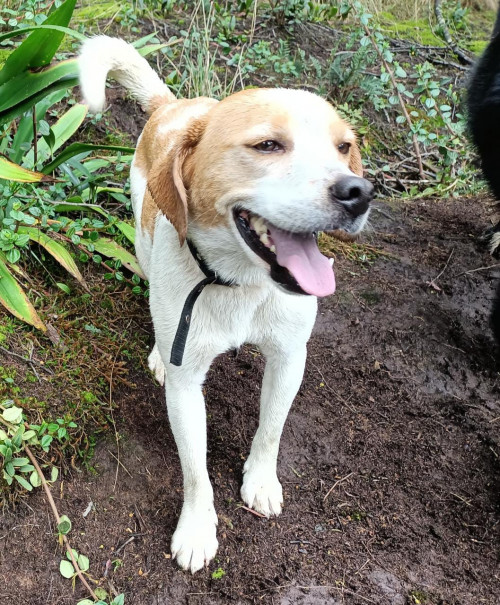 Martín
