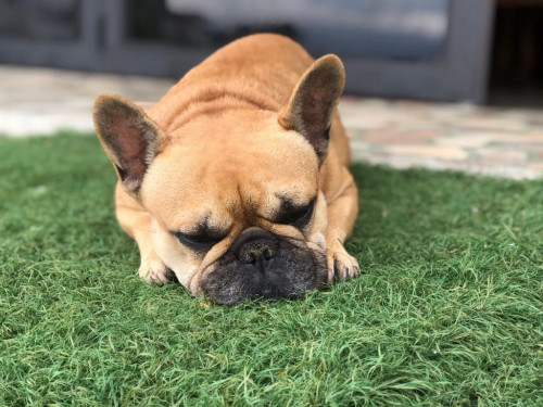 Coco