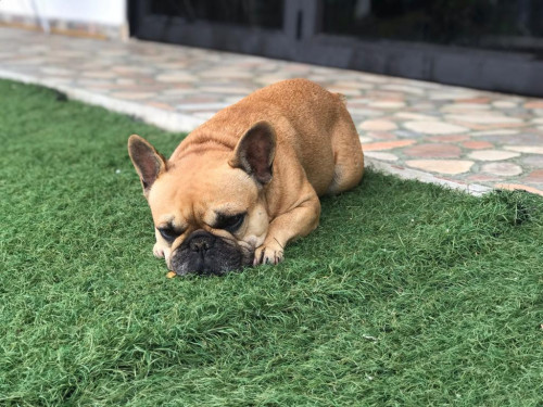 Coco