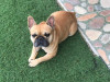 Foto de Coco en Medellín Antioquia #19