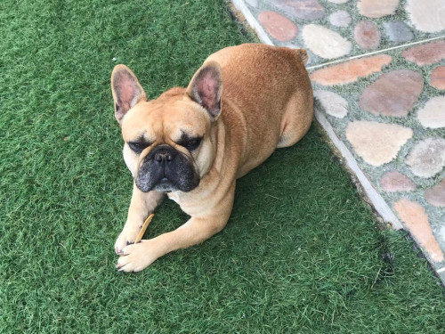 Coco
