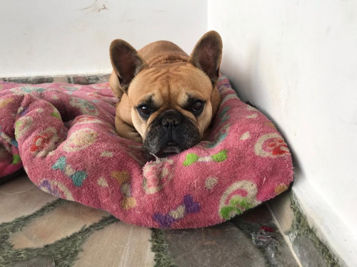 Coco