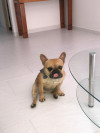 Foto de Coco en Medellín Antioquia #17