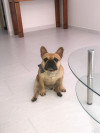 Foto de Coco en Medellín Antioquia #16