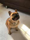 Foto de Coco en Medellín Antioquia #8