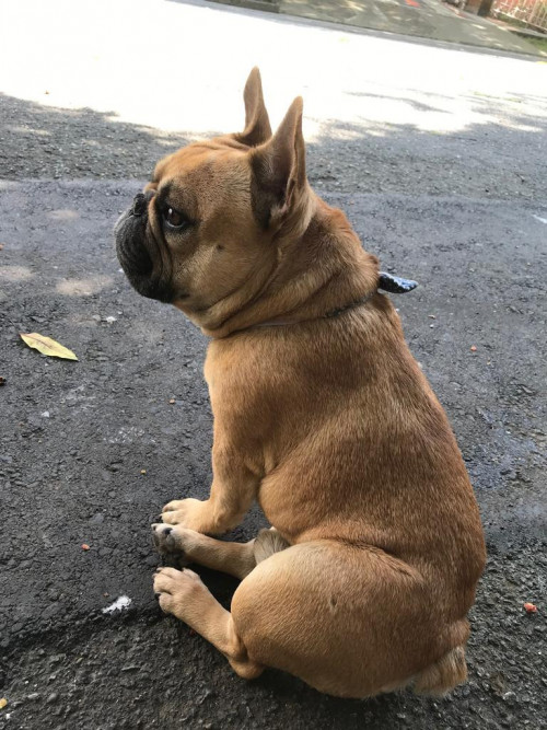 Coco